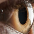 Utbildning i Irisdiagnostik start i september